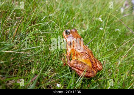 A frog in Wasdale, Lake District, UK. Stock Photo