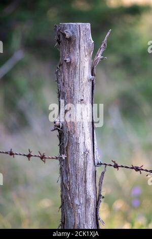 Old wooden fence post in pasture with barb wire . High quality photo Stock Photo