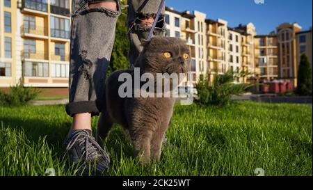 Scottish gray fold cat walks on a leash on green grass in the evening sunlight. Sun rays. Concept of love for pets. Stock Photo