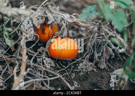 Autumn fall harvest. Cute small red organic pumpkins growing on farm. Red yellow ripe pumpkins lying on ground in garden outdoor. Natural eco backgrou Stock Photo