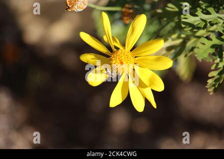 Common Hover Fly (Melangyna viridiceps) feeding on daisy bush flower nectar, South Australia Stock Photo