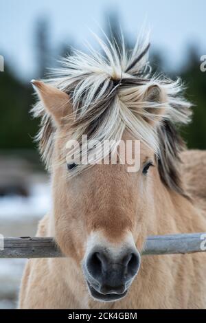Head of a young tan colored pony with a black and blond mane. The animal has long eyelashes, dark snout, pointy ears, and tan colored fur. Stock Photo