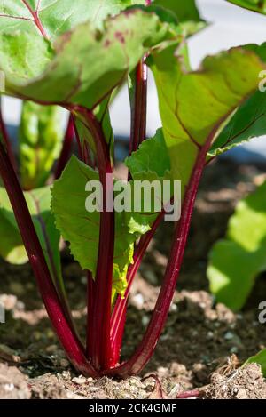 Stalks of swiss chard growing in an organic vegetable garden with dark rich soil. The sun is shining on the collard greens with red and orange stalks Stock Photo