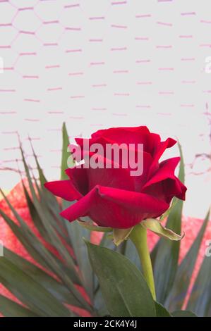 Close-up of a red rose with somewhat withered petals and some leaves around it. Image has copy space above Stock Photo