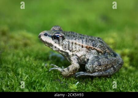 Moss frog hi-res stock photography and images - Alamy