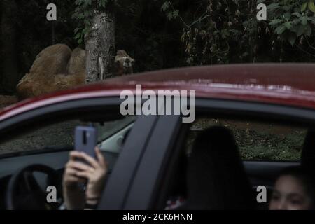 Sao Paulo, Brazil. 15th Sep, 2020. Visitors take a drive-in tour at Zoo Safari during the COVID-19 pandemic in Sao Paulo, Brazil, Sept. 15, 2020. Credit: Rahel Patrasso/Xinhua/Alamy Live News Stock Photo