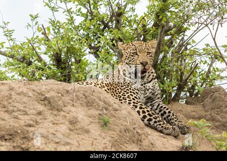 Handsome young male leopard resting on termite mount Stock Photo