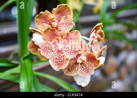 Vanda orchid with leaves background / beautiful orchid flower brown in the nature farm nursery plant Stock Photo