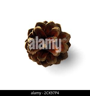 Dry pine cone isolated on the white background with shaddows. Stock Photo