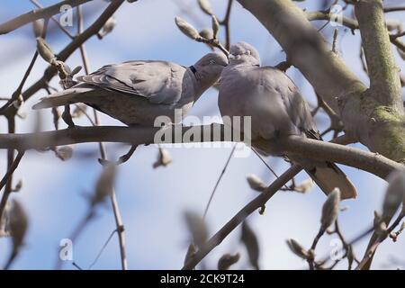 Pair of Eurasian collared dove (Streptopelia decaocto) during courtship on a tree Stock Photo