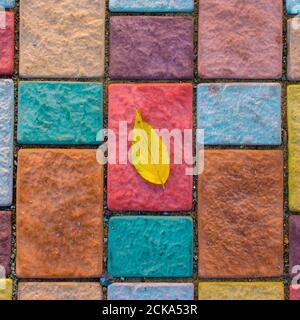 Yellow leaf close-up, on colorful paving stone bricks. Autumn composition concept. Square aspect ratio. Stock Photo