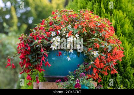 Vivid Flowers Begonia boliviensis, Waterfall of red blossom in summer garden Stock Photo