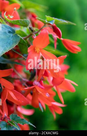 Vivid Flowers Begonia boliviensis, Waterfall of red blossom in summer garden Stock Photo