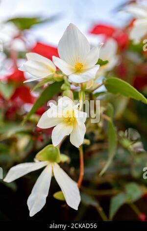 Vivid Flowers Begonia boliviensis, white blossom in summer garden Stock Photo