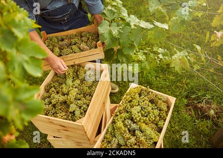 Vineyard worker sorting out wooden crates full of ripe grapes Stock Photo