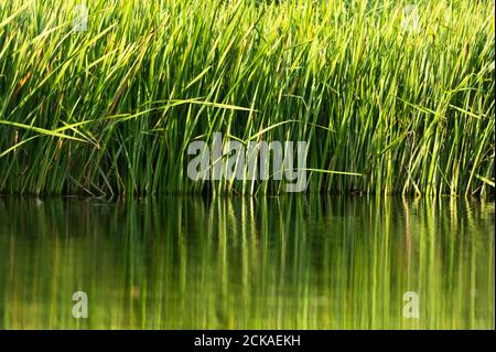 Reeds and reflections in water Stock Photo