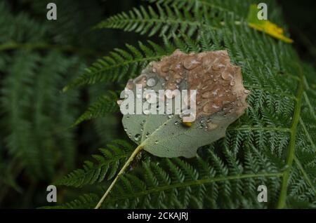 Raindrops on a leaf. Rain in the forest Stock Photo