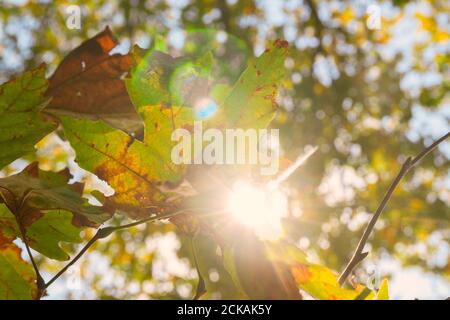 Sun shining through colorful autumn plane leafs and creating lens flare. Natural background Stock Photo