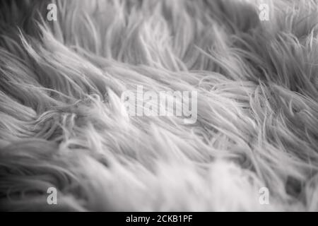 Faux sheepskin rug in monochrome, black and white photography. Macro shot with selective focus. Modern abstract interior design background. Stock Photo