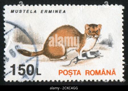 ROMANIA - CIRCA 1993: stamp printed by Romania, shows Mustela erminea, circa 1993 Stock Photo