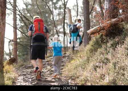 Rear view of unrecognizable young active family hiking together on mountain forest trackin in fall. Parents wearing backpacks and child toys. Stock Photo