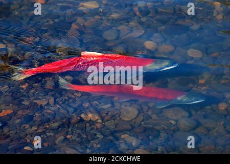 Pair of Sockeye Salmon ( Oncorhynchus nerka ) on spawning grounds. Stock Photo