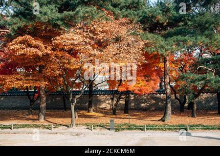 Changgyeonggung Palace with autumn maple in Seoul, Korea Stock Photo