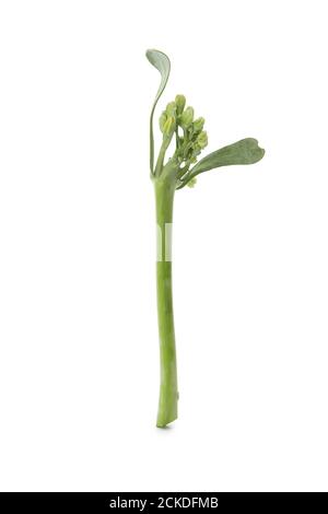 Fresh green broccolini isolated on white background Stock Photo