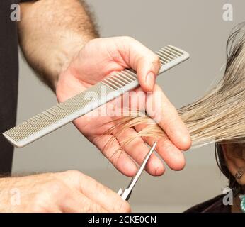 Professional hairdresser cutting a woman's hair with scissors and a comb and taking measurements of the hair size with his fingers Stock Photo