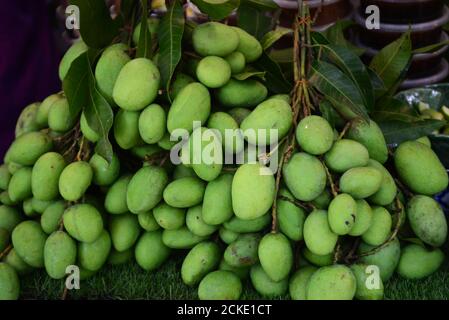 Mango fruit (MANGIFERA INDICA ) commonly known as mango, is a species of flowering plant in the sumac and poison ivy family Anacardiaceae. Stock Photo