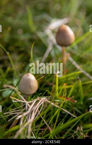 liberty caps also known as magic mushrooms growing in the wild Stock Photo
