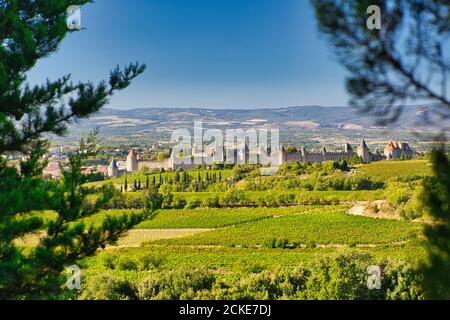 View from some distance away across fields to the old fortified city of Carcassonne framed by trees in foreground. Languedoc-Roussillon, France Stock Photo