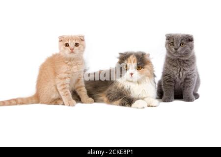 Blue Cream and White Highland Fold Female with 2 Months Old Kittens, Cream Scottish Fold and Blue Scottish Fold Stock Photo