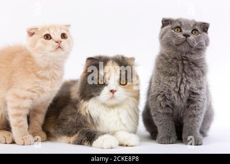 Blue Cream and White Highland Fold Female with 2 Months Old Kittens, Cream Scottish Fold and Blue Scottish Fold Stock Photo