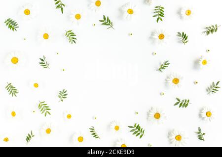 Frame made of chamomiles, leaves and petals on white background. Flat lay, top view floral background. Stock Photo