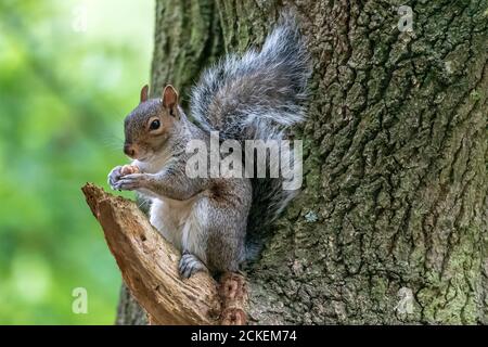 Grey squirrel eating an acorn in a tree. Stock Photo