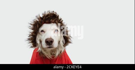 Autumn  puppy dog wearing a red parka, coat, Isolated on white background. Stock Photo