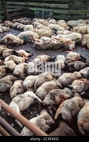 Sheep slaughtered in the 2001 Foot and Mouth disease outbreak in Cumbria, UK. Stock Photo