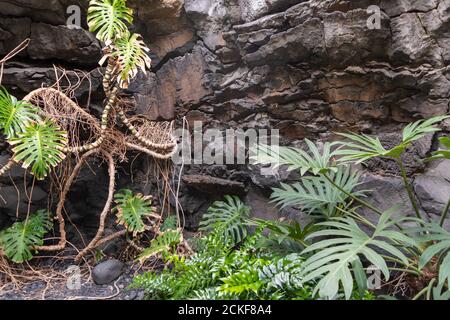 Plants and natural volcanic wall on the island of Lanzarote, Canary Islands, Spain Stock Photo