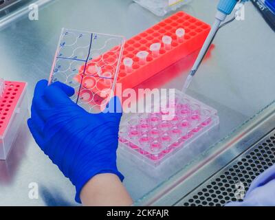 Hands performing human cell culture technique Stock Photo