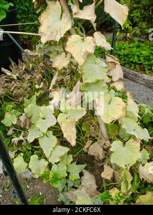 This image shows the early stage of Powdery Mildew affecting the leaves of a CUCUMBER PLANT. Powdery mildew is a fungal disease that affects a wide range of plants. Powdery mildew diseases are caused by many different species of fungi in the order Erysiphales, with Podosphaera xanthii being the most commonly reported cause. Common on PUMPKINS CUCUMBERS COURGETTES and other members of the SQUASH family.
