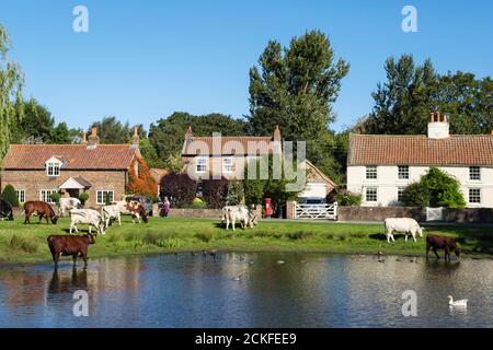 Rural scene with free range cattle grazing by duck pond on a country village green. Nun Monkton, York, North Yorkshire, England, UK, Britain Stock Photo