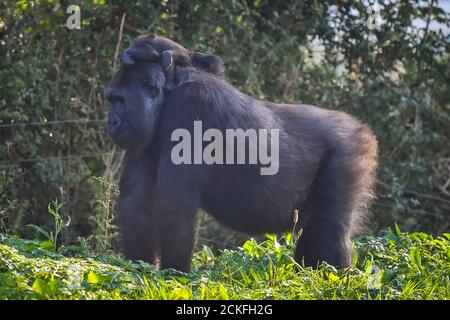 Recent mum Kala, a nine-year-old western lowland gorilla, walks round with her baby clinging to her head as the whole family come outside in the warm sunshine at Bristol Zoo Gardens. Stock Photo