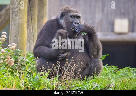 Recent mum Kala, a nine-year-old western lowland gorilla, cradles her baby clinging to her head as the whole family come outside in the warm sunshine at Bristol Zoo Gardens. Stock Photo