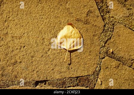 dry golden birch tree leaf on the wild stone road Stock Photo