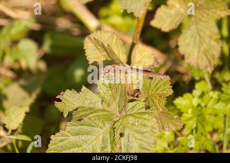 Dragonfly sitting on a leaf. Anisoptera Stock Photo