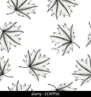 black and white maple leaf seamless background, ink hand drawn botanical illustration of vintage maple leaf pattern, black leaf sketch Stock Photo
