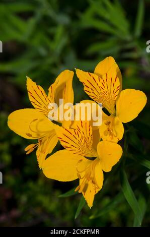 Flowers of Peruvian lily Alstroemeria aurea . Conguillio National Park. Araucania Region. Chile.