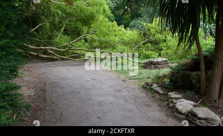 Fallen tree in park laid across pathway with trees to side Stock Photo