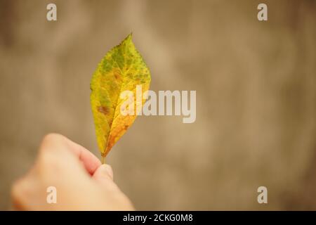 Female hand holding golden green autumn birch leaf. Stock Photo